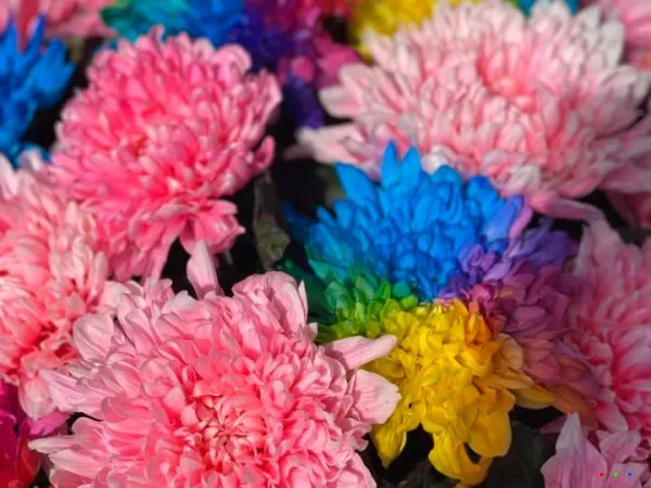 116017250 1723270921163467 6123119547185587764 n