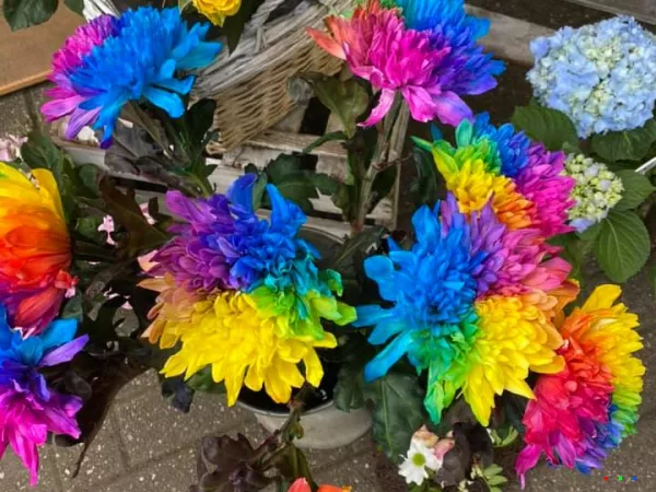 116048325 1723271001163459 1386036544959378846 n