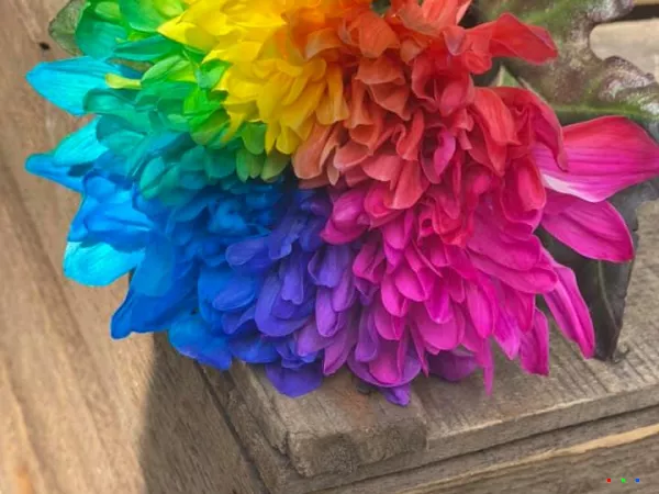 116129346 1723270914496801 7217679030838610319 n