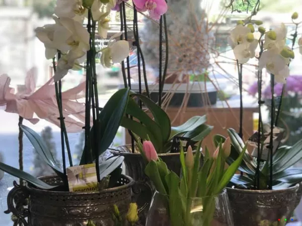 49635211 1238115516345679 5395115983390113792 n1