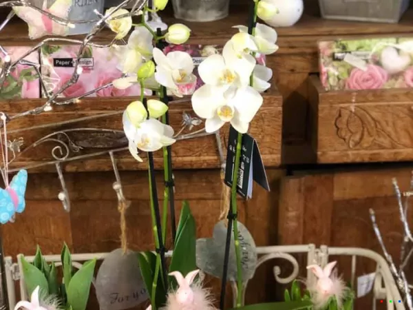 49761373 1238728169617747 232843315421118464 n1