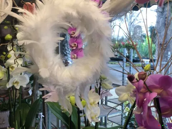 49810418 1238115453012352 6867219228139716608 n1