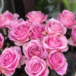 50307059 1238115556345675 1072911314763907072 n1