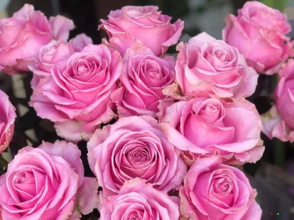 50307059 1238115556345675 1072911314763907072 n1