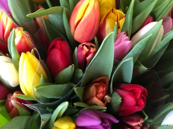 51745018 1260806494076581 1213120393292808192 n1