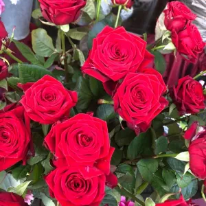 51809927 1263474567143107 4797716428000067584 n1