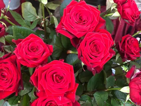 51809927 1263474567143107 4797716428000067584 n2