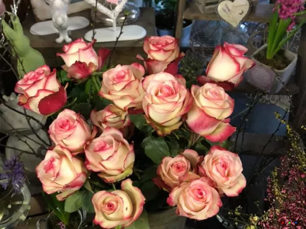 51904365 1260806560743241 2900490615848435712 n