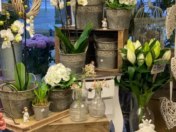 82072304 1537594333064461 5146421064665923584 n