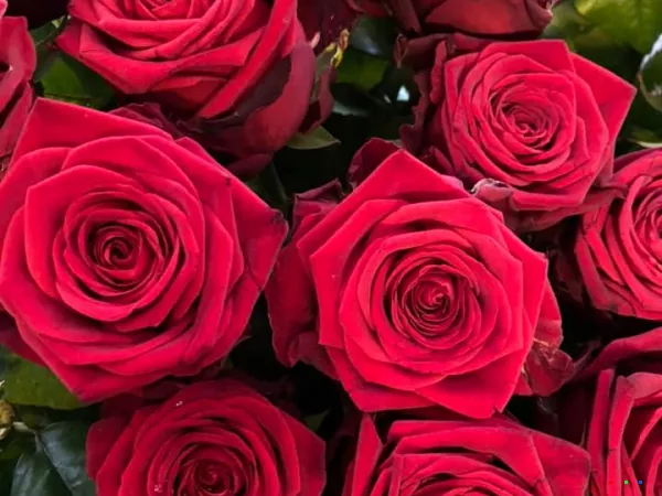 85141819 1571181553039072 8204203781009702912 n