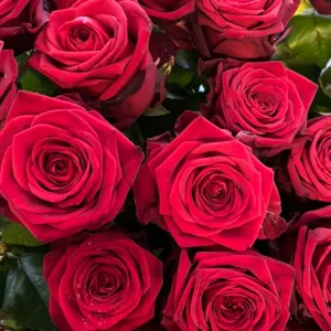 85141819 1571181553039072 8204203781009702912 n1